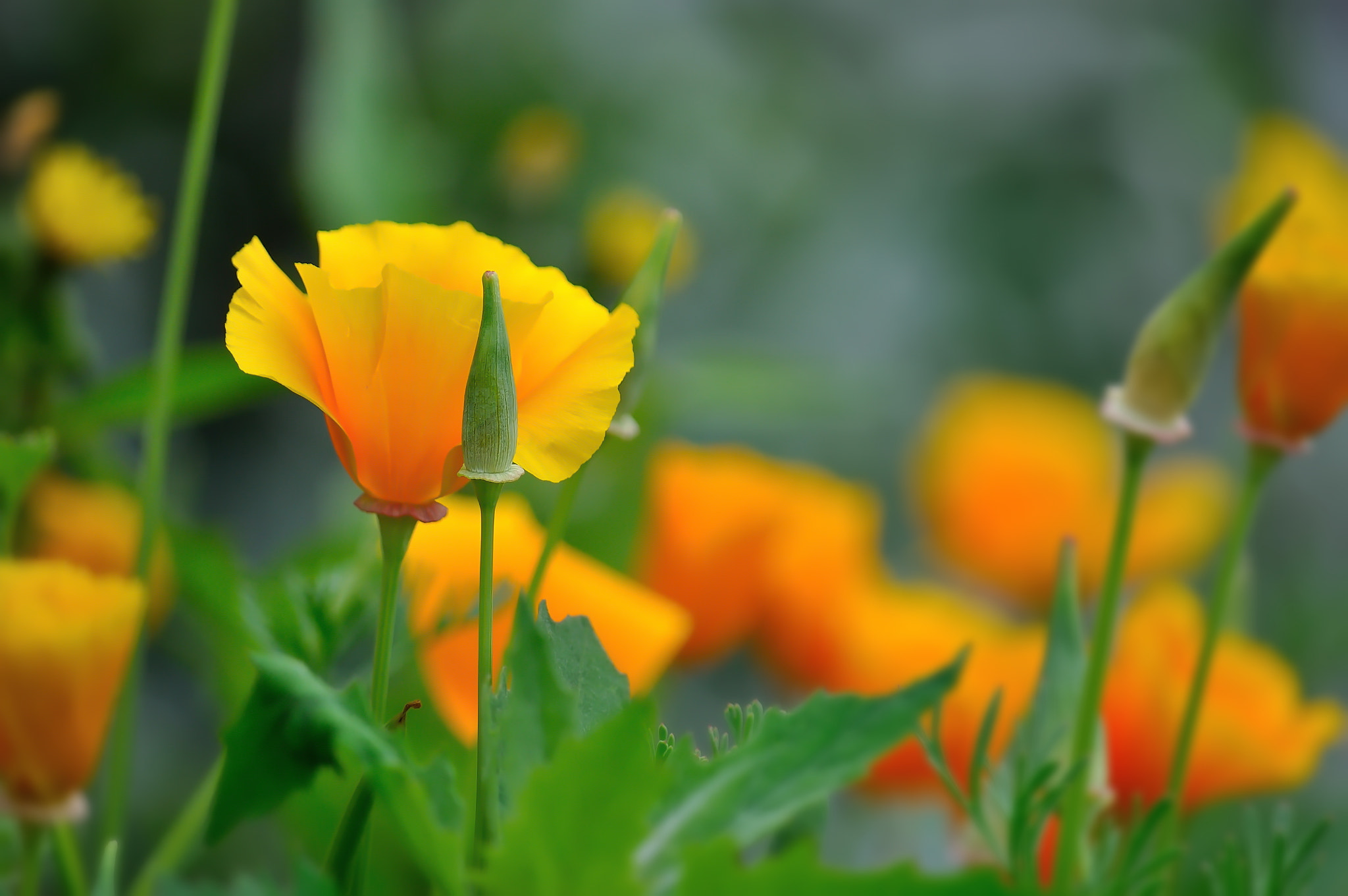 Nikon D5000 sample photo. Eschscholzia californica photography