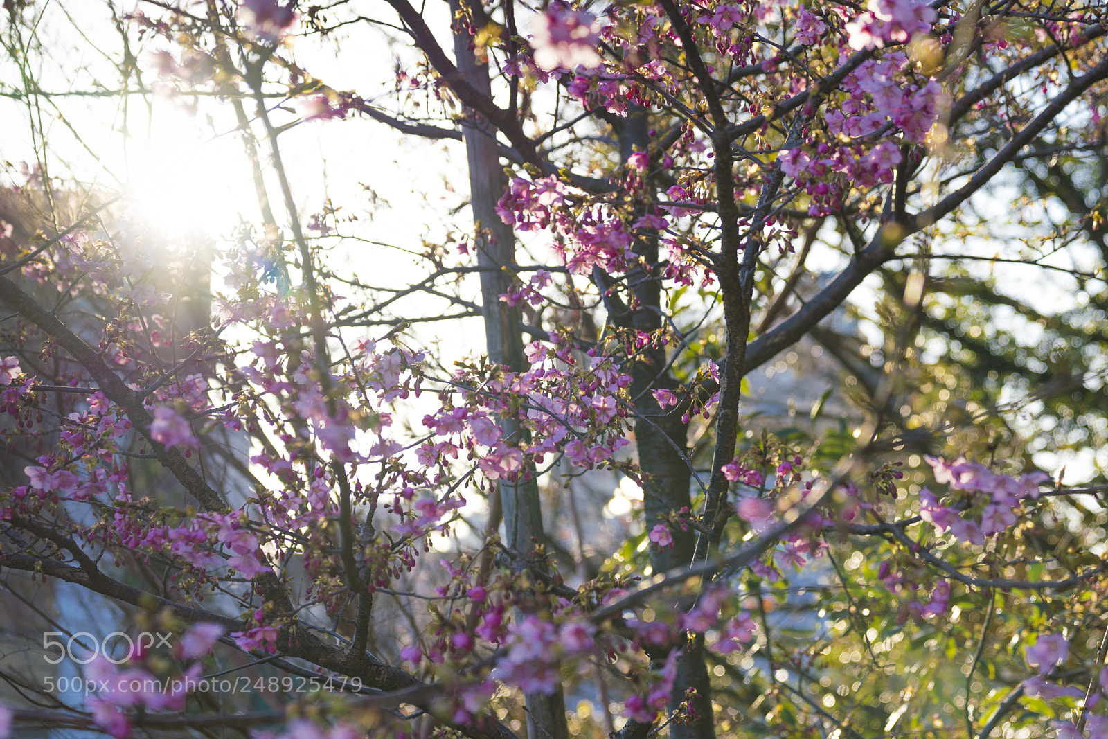 Sony a7R III sample photo. Cherry blossoms photography