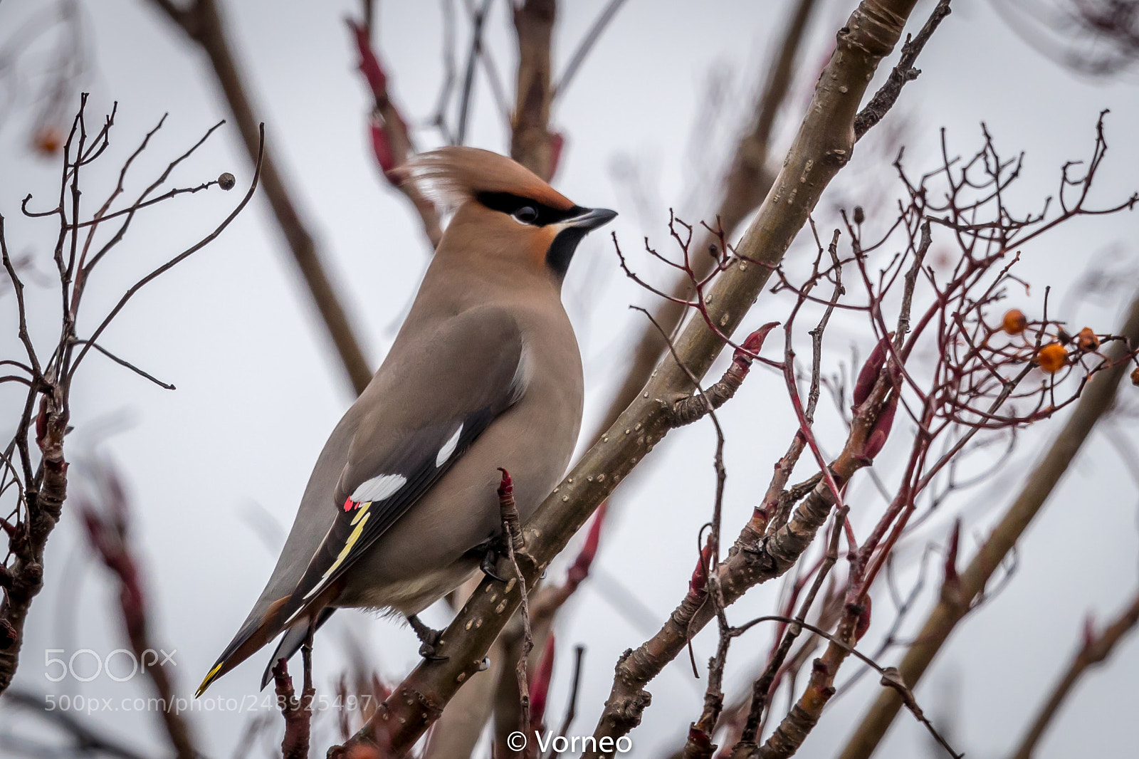 Canon EOS-1D X Mark II sample photo. Waxwing-0016.jpg photography