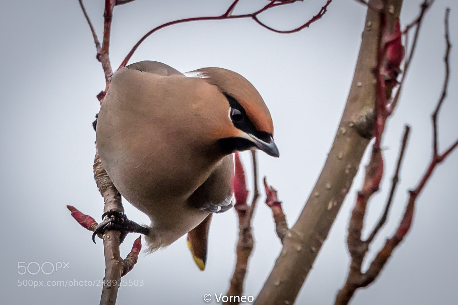 Canon EOS-1D X Mark II sample photo. Waxwing-0017.jpg photography