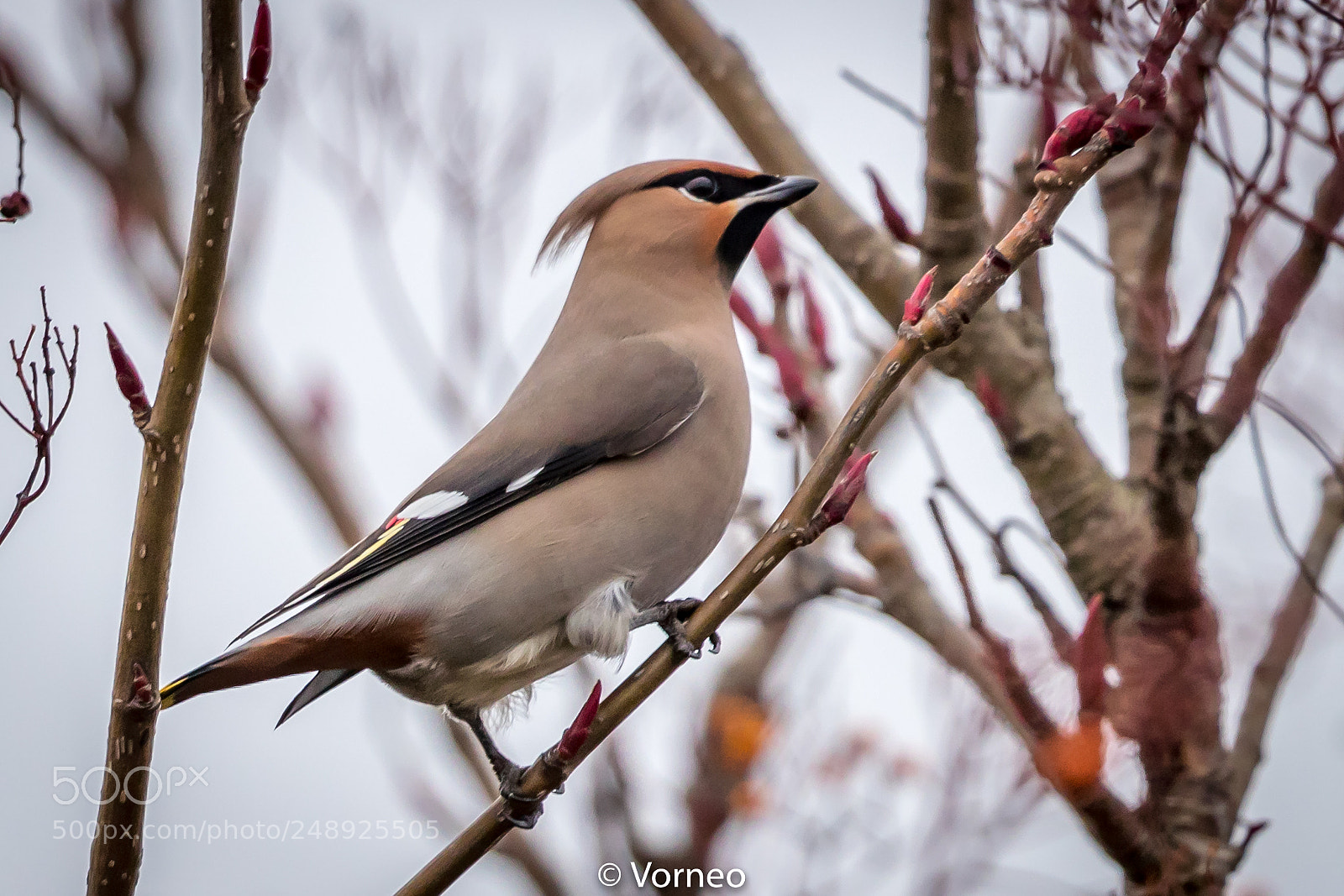 Canon EOS-1D X Mark II sample photo. Waxwing-0018.jpg photography