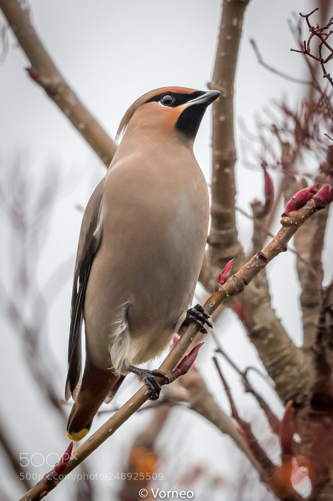 Canon EOS-1D X Mark II sample photo. Waxwing-0019.jpg photography
