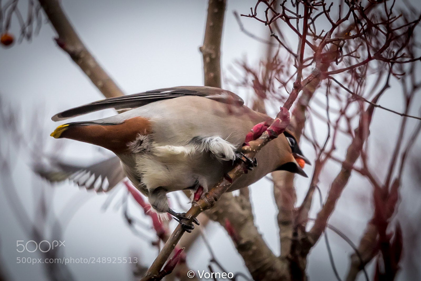Canon EOS-1D X Mark II sample photo. Waxwing-0020.jpg photography