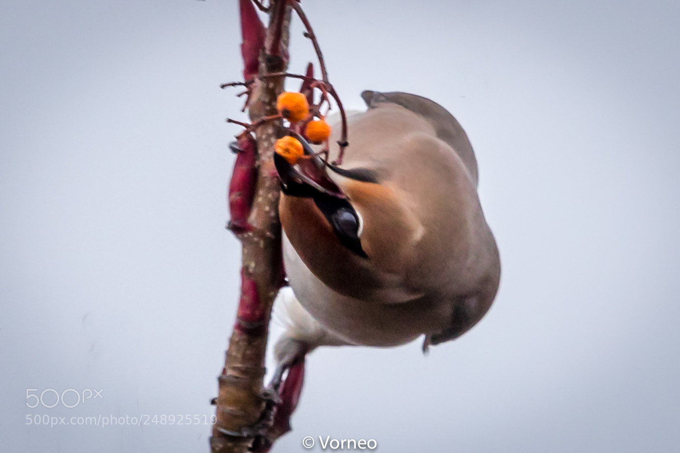 Canon EOS-1D X Mark II sample photo. Waxwing-0021.jpg photography