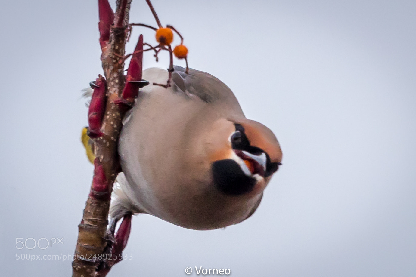 Canon EOS-1D X Mark II sample photo. Waxwing-0022.jpg photography