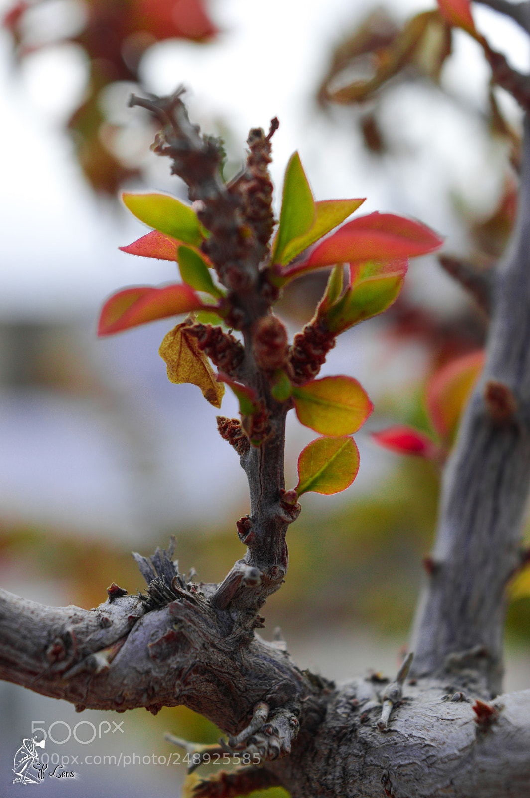 Nikon D3200 sample photo. Colorful photography