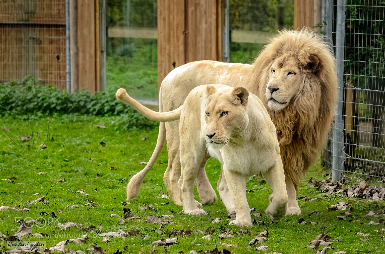 Nikon D7000 sample photo. Lions photography