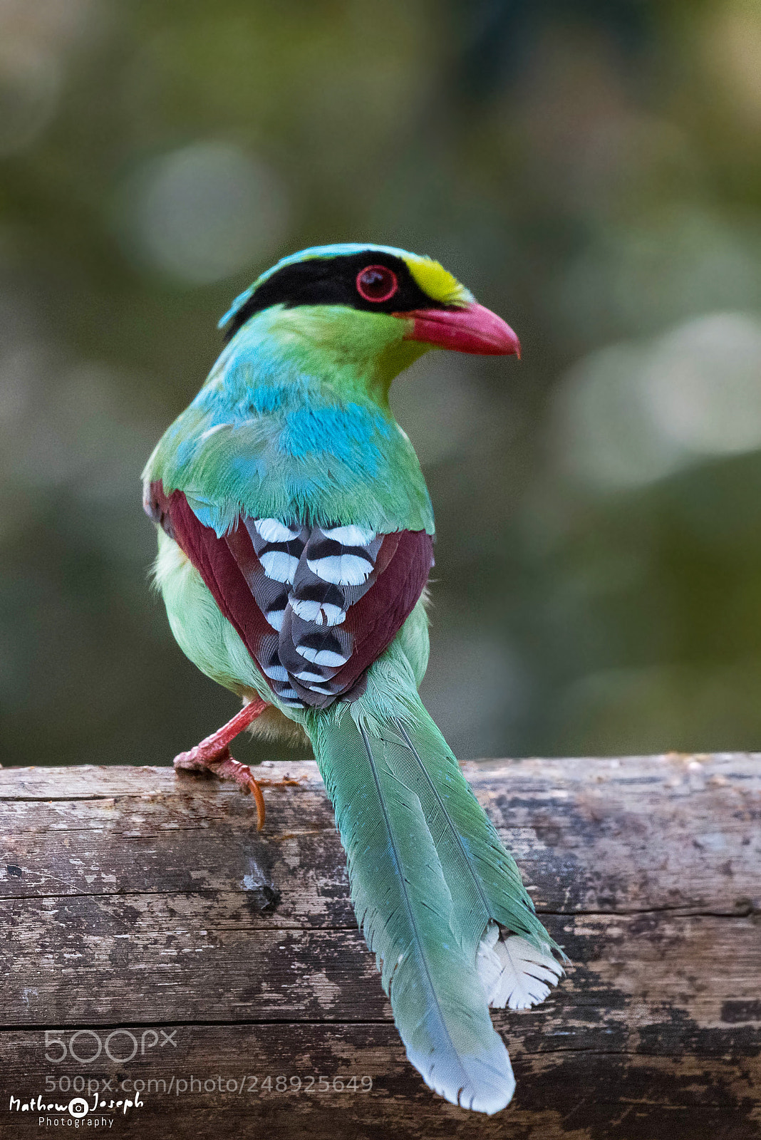 Nikon D810 sample photo. Common green magpie photography