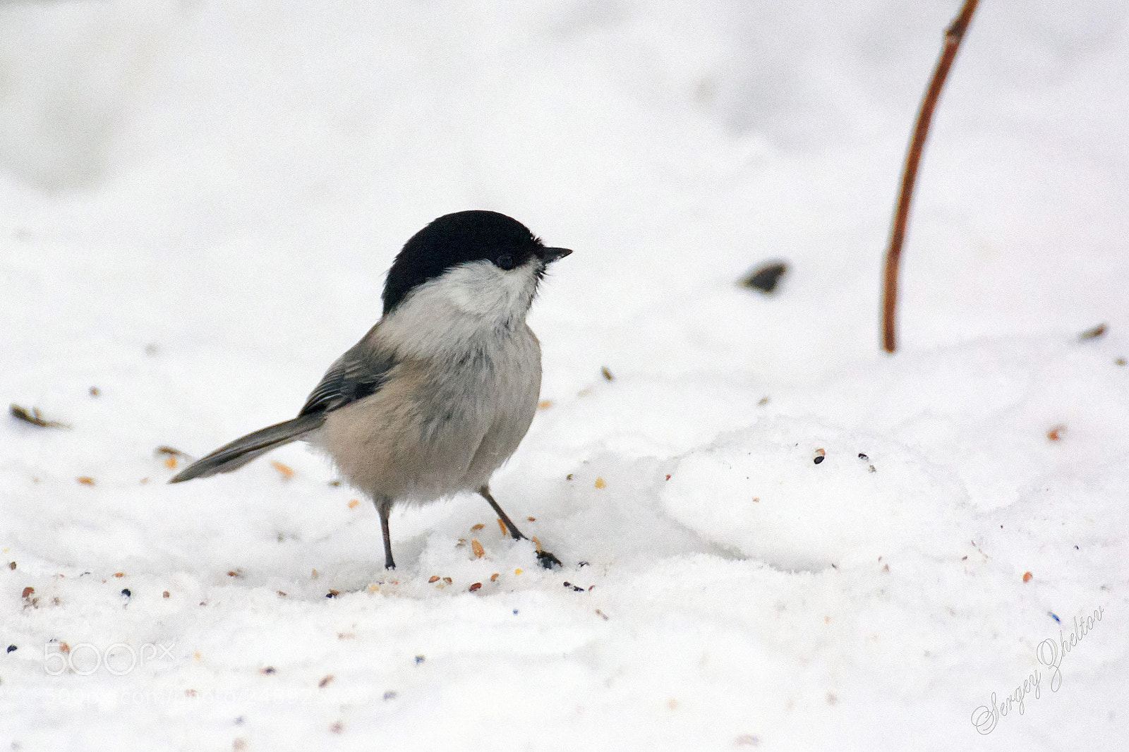 Nikon D7100 sample photo. Poecile palustris photography