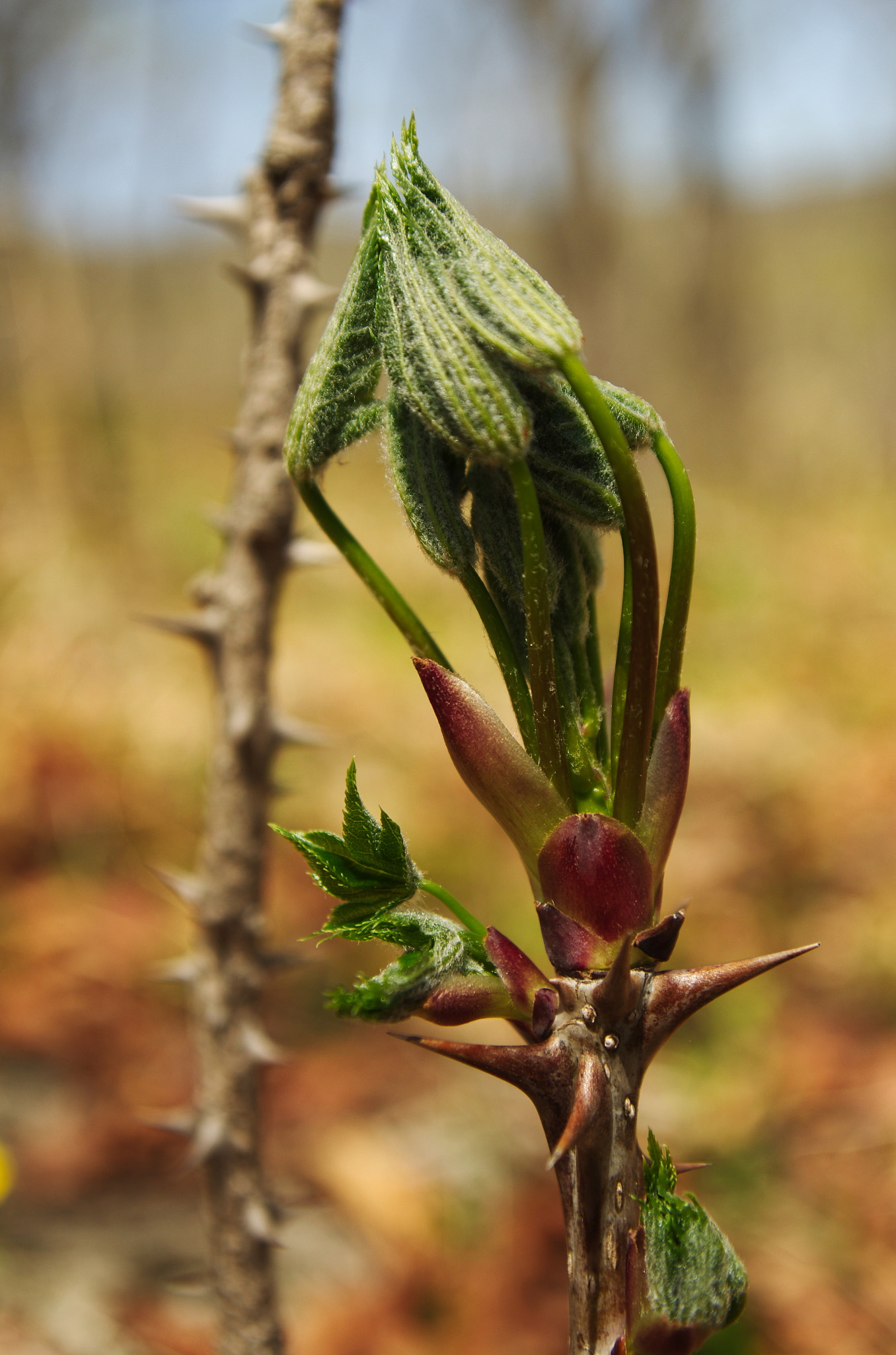 Pentax K-5 sample photo. Young shoots of aralia mandshúrica photography