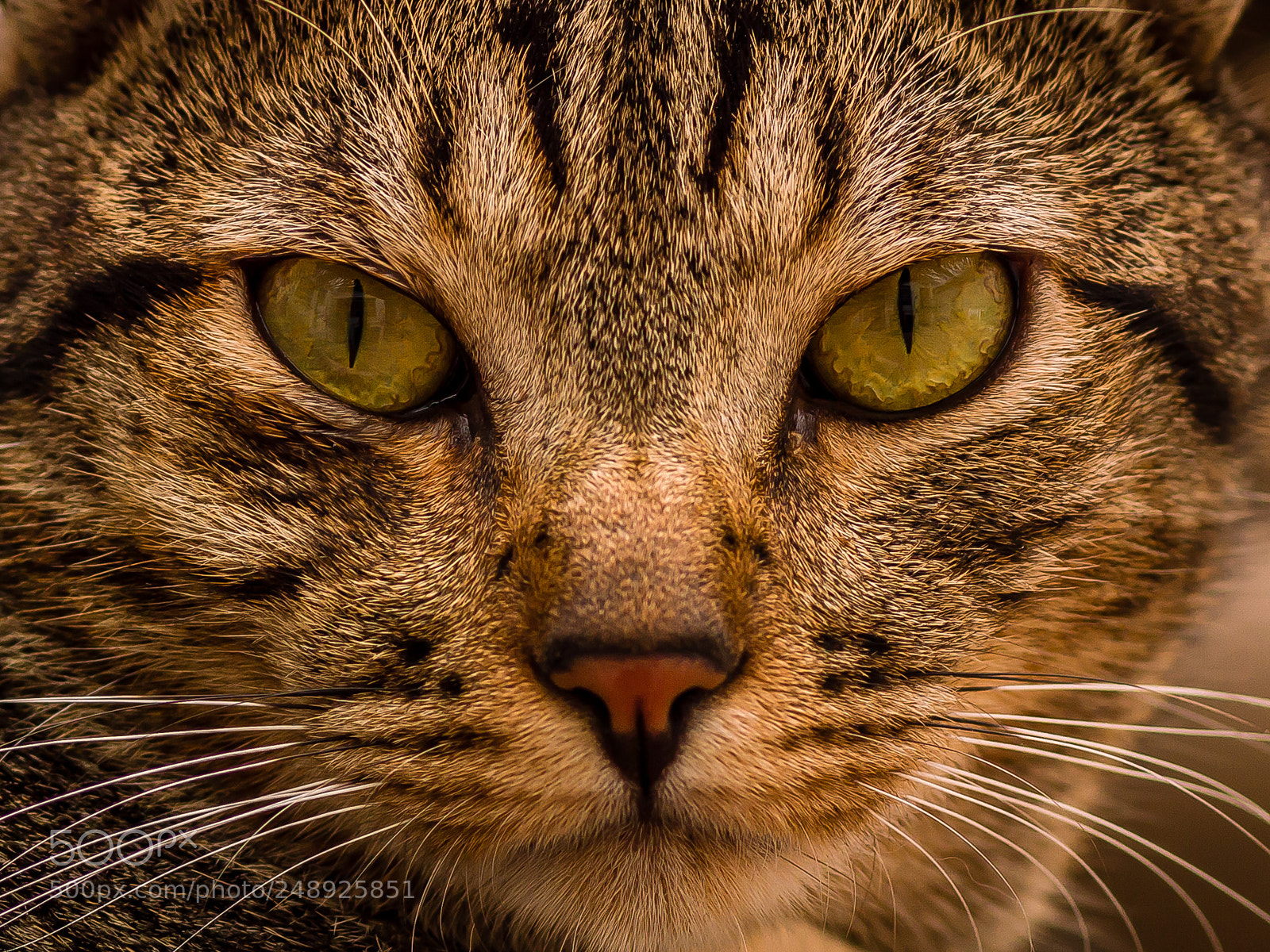 Nikon D3200 sample photo. Eyes of the tiger... photography