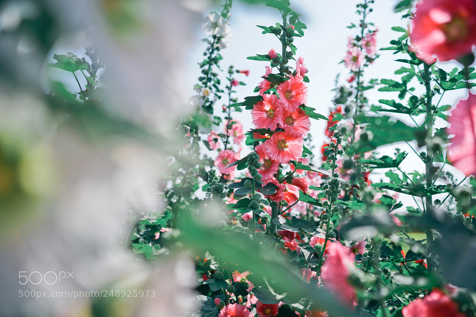 Sony a7R II sample photo. Hollyhock photography
