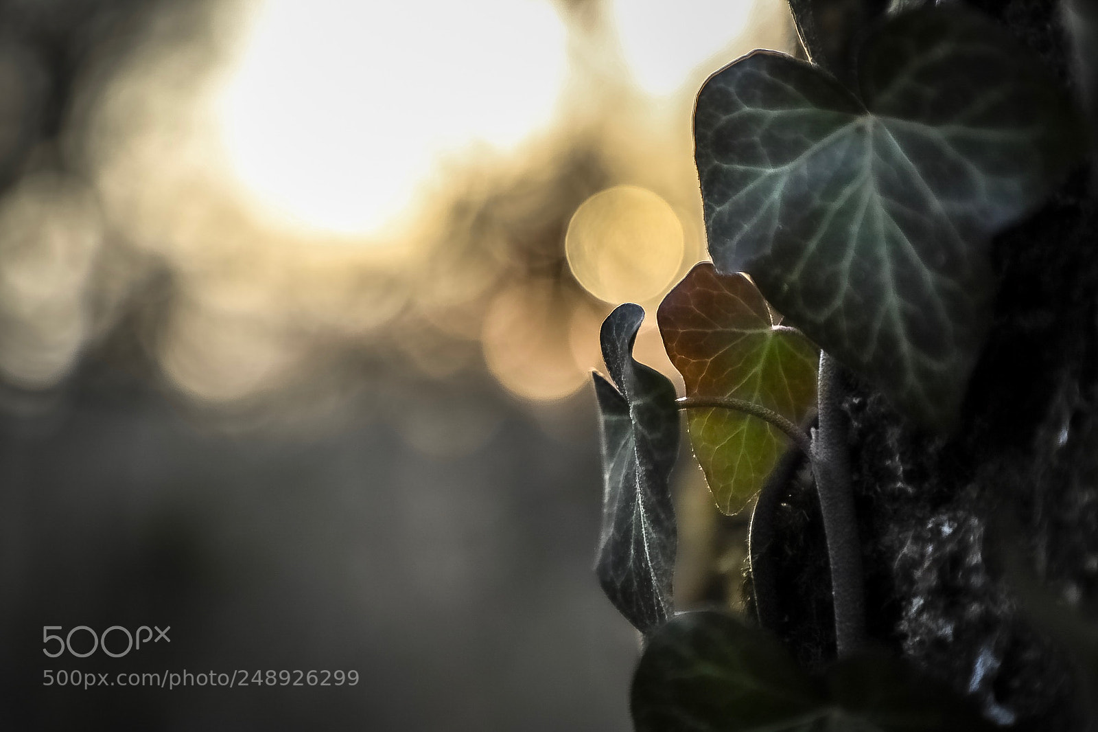 Canon EOS 6D Mark II sample photo. Untitled photography