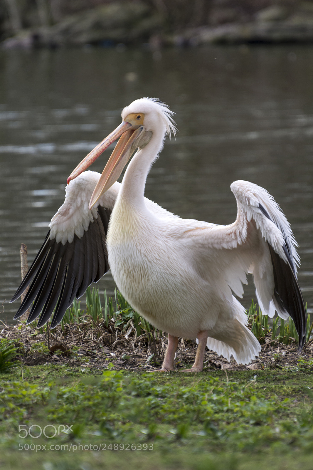 Nikon D5200 sample photo. Great white pelican photography