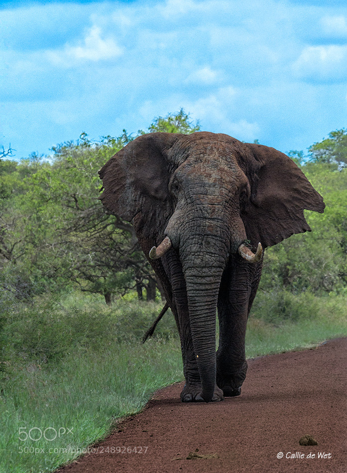 Nikon D500 sample photo. Roadblock being set-up photography