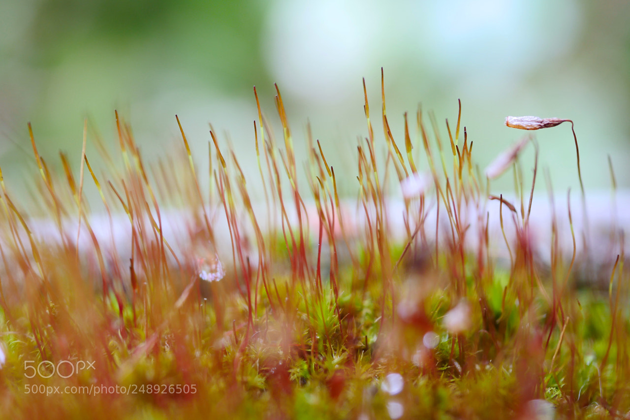 Panasonic Lumix DMC-GX8 sample photo. Close up of moss photography