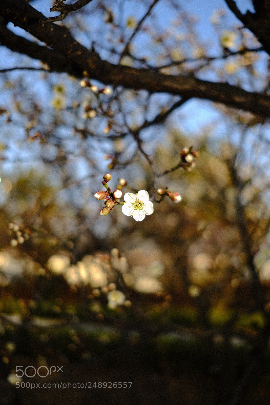 Fujifilm X-Pro2 sample photo. Untitled photography