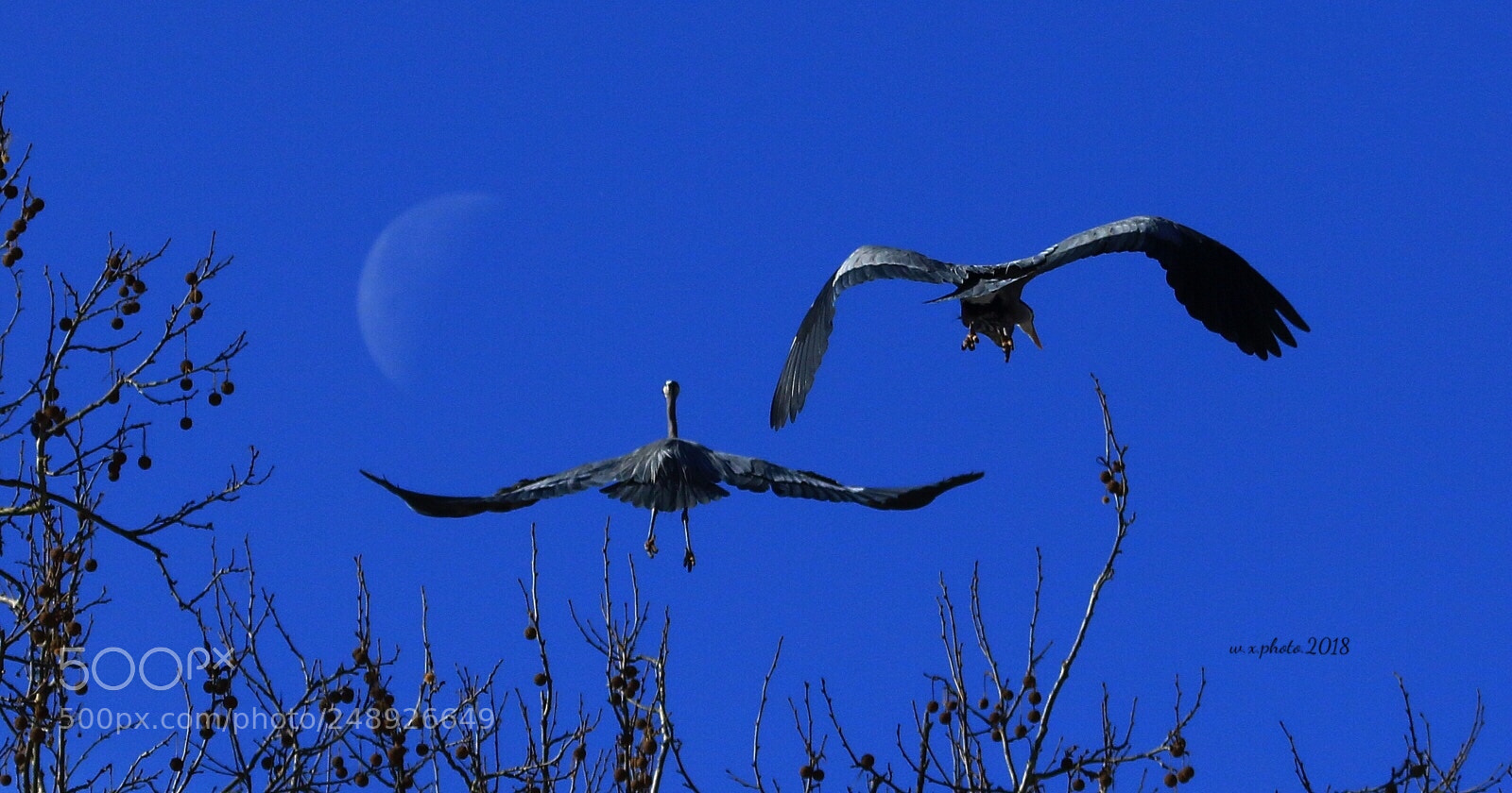 Canon EOS 7D Mark II sample photo. Flying photography