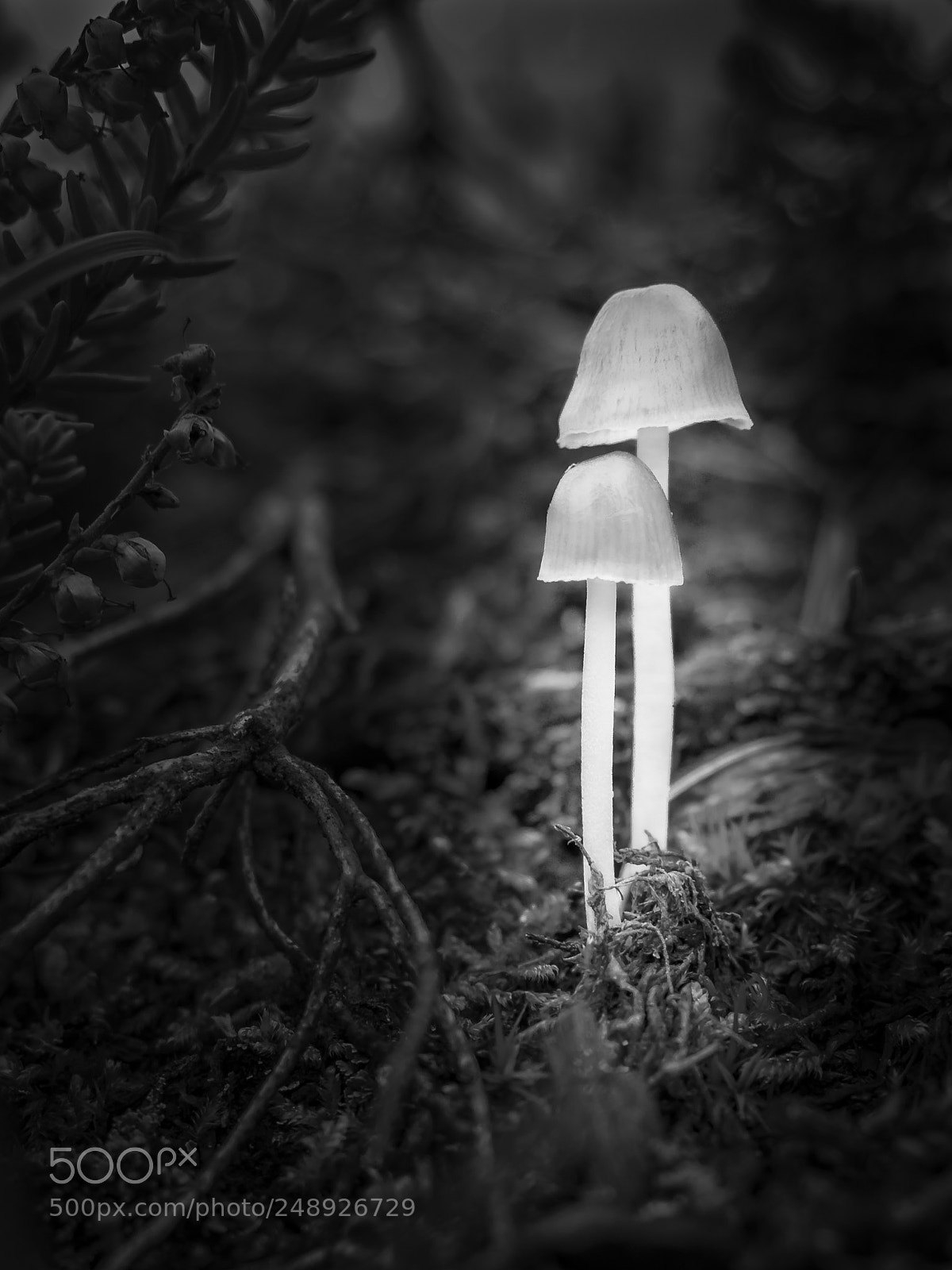 Olympus OM-D E-M10 sample photo. Lamppost photography