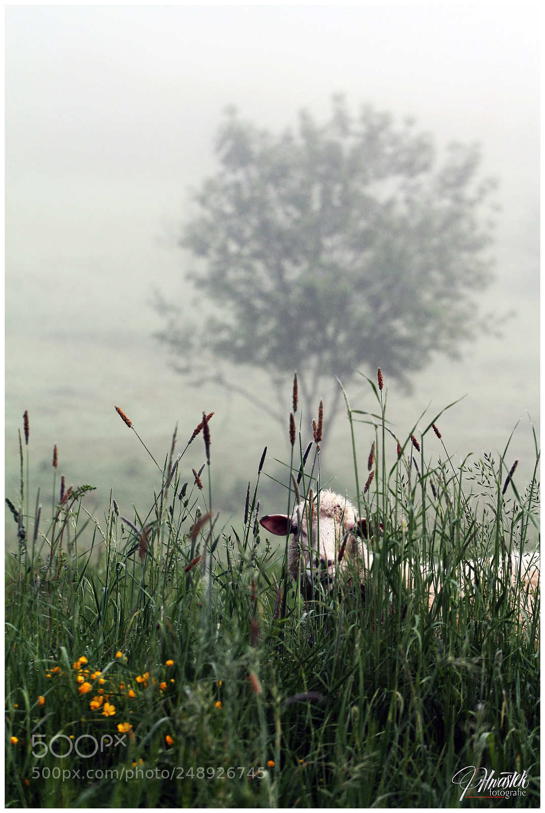 Canon EOS 1100D (EOS Rebel T3 / EOS Kiss X50) sample photo. Sheep in the pieniny photography