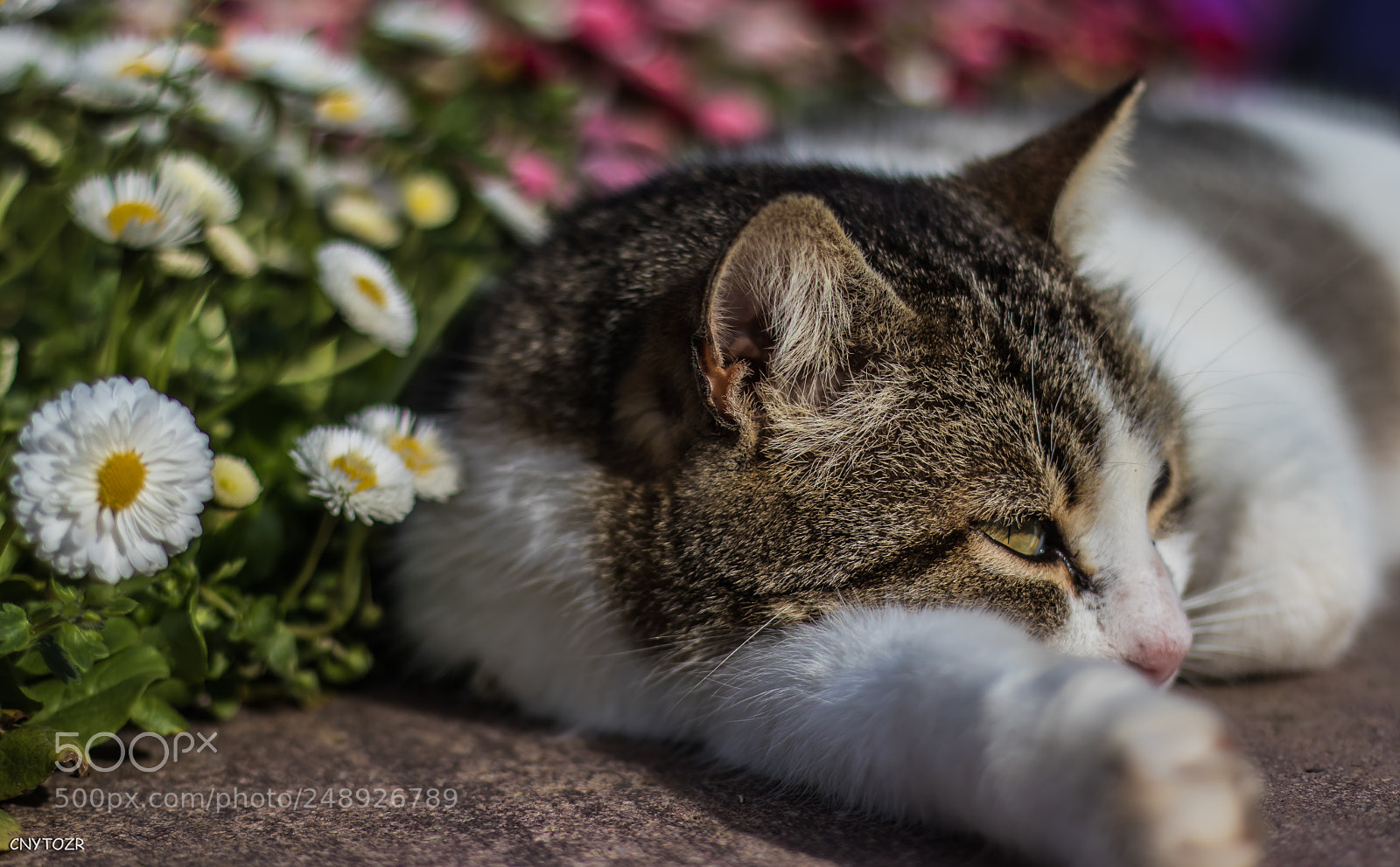 Canon EOS 800D (EOS Rebel T7i / EOS Kiss X9i) sample photo. Flowers cat photography