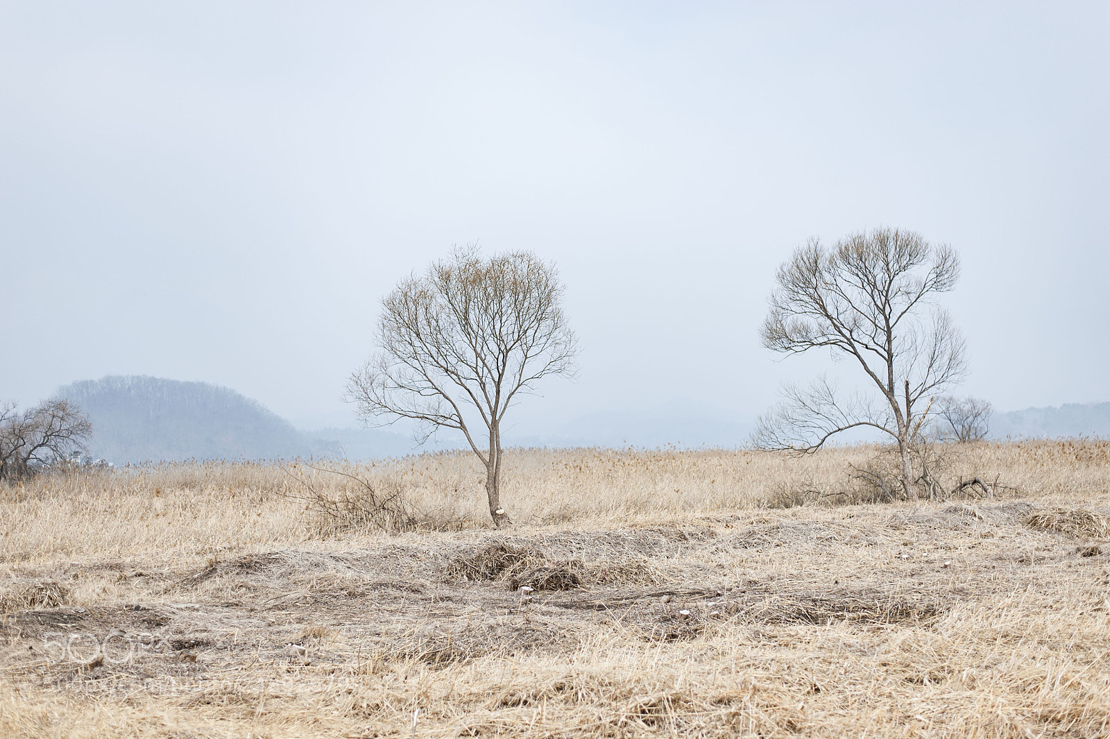 Nikon D700 sample photo. March come she will.... photography