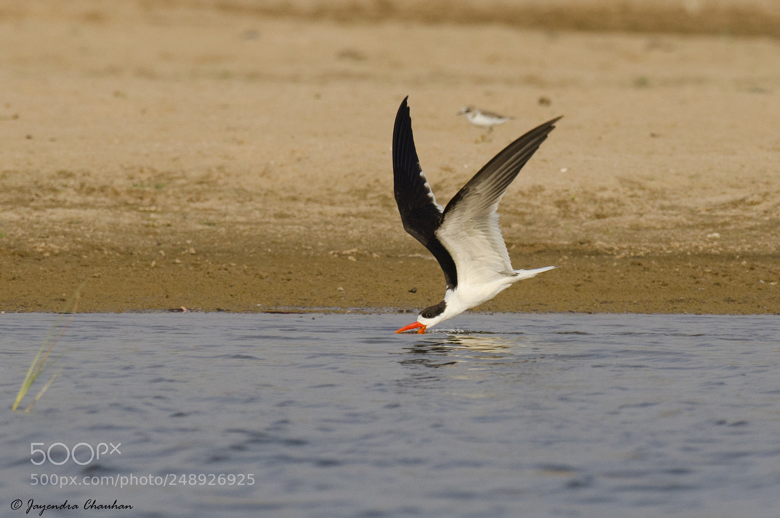 Nikon D5100 sample photo. Indian skimmer photography
