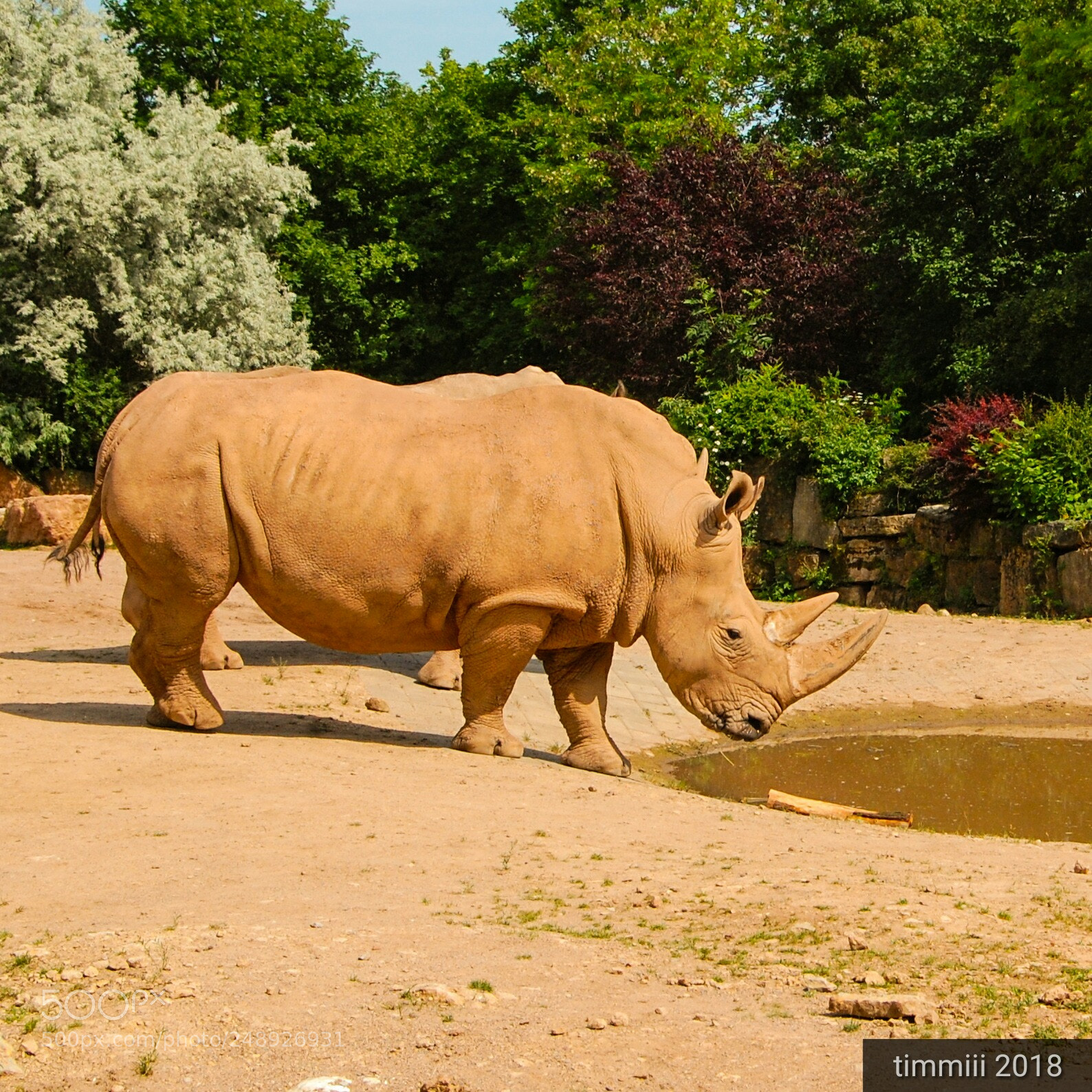 Nikon D40 sample photo. Rhino photography