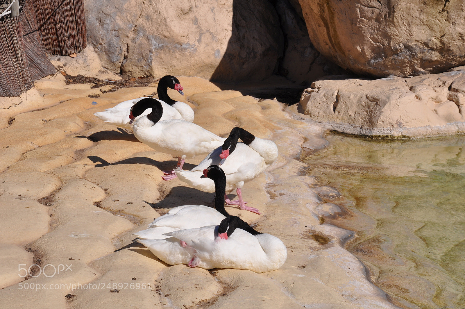 Nikon D90 sample photo. Tomando el sol photography