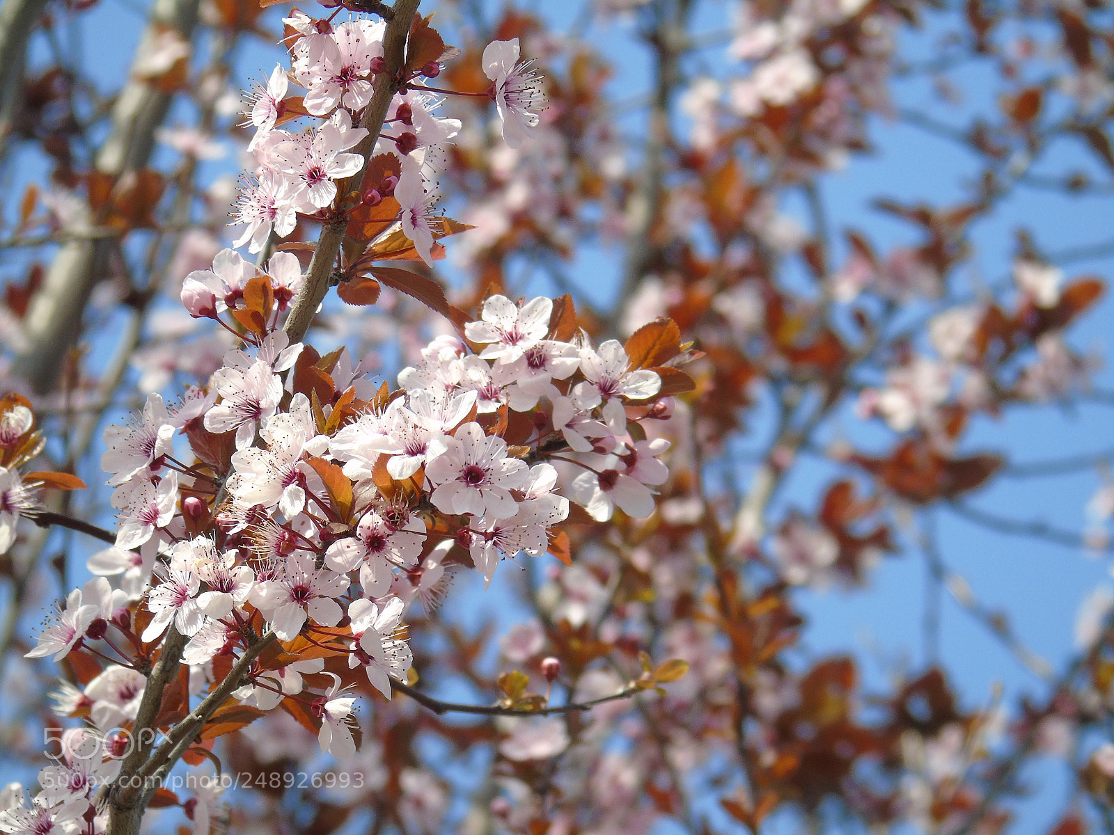 Sony Cyber-shot DSC-H400 sample photo. Untitled photography