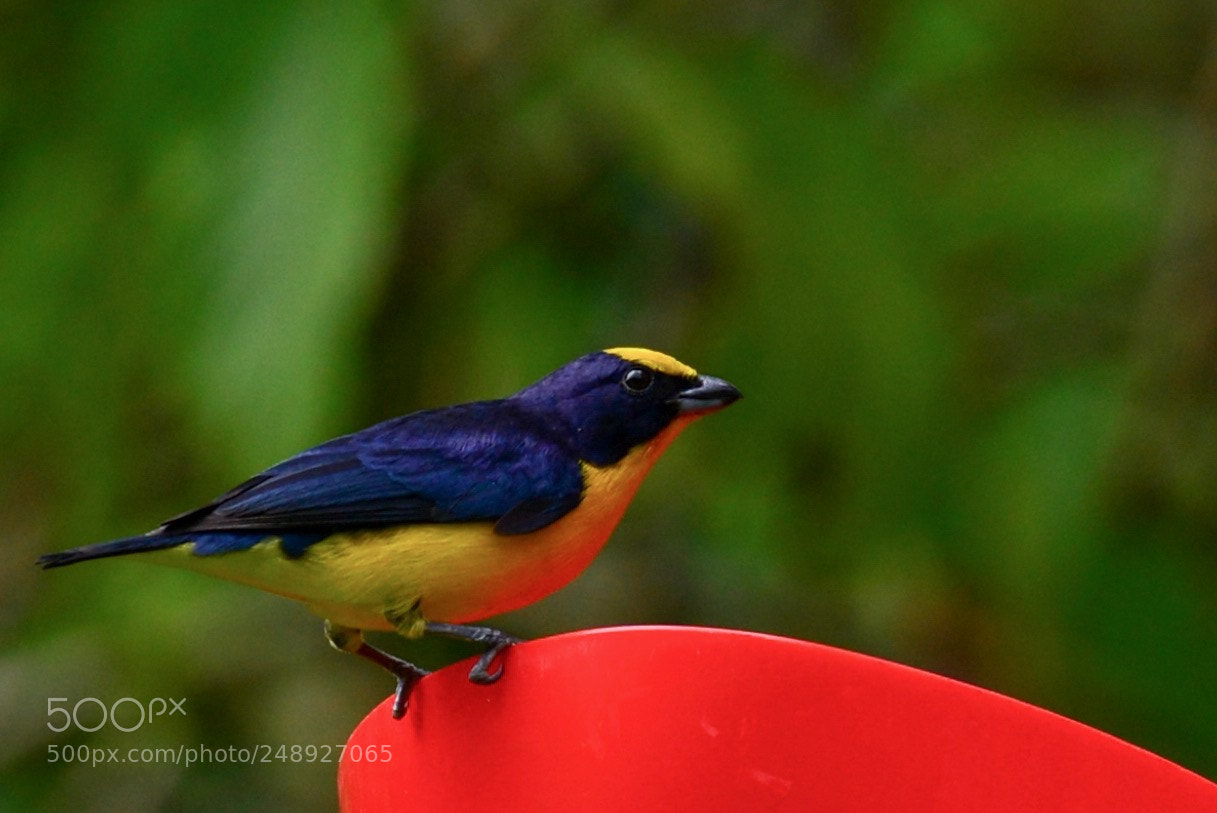 Nikon D610 sample photo. Eufonía gorguiamarilla. photography