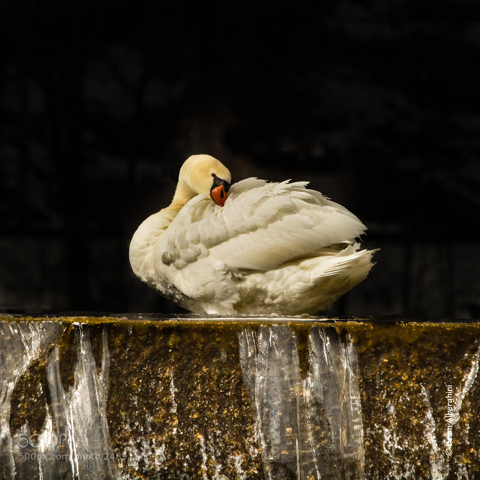 Nikon D7100 sample photo. Preened photography