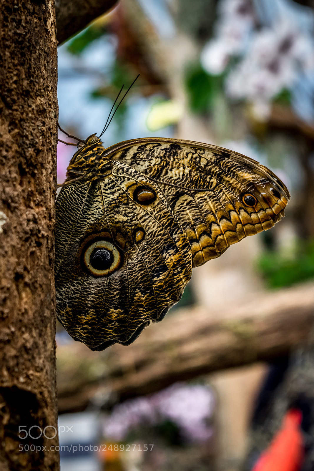 Nikon D5300 sample photo. Resting on a tree photography