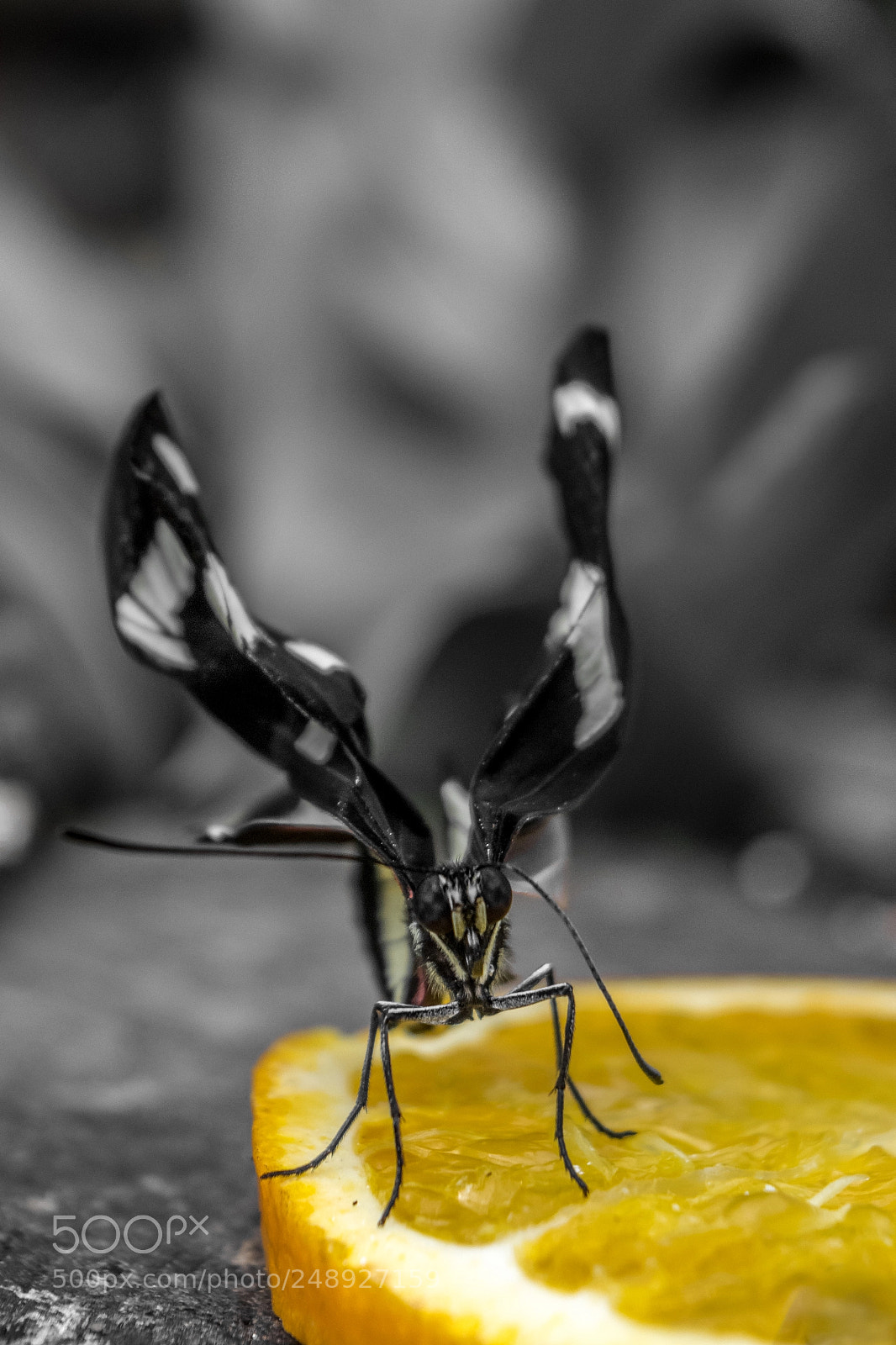 Nikon D5300 sample photo. Orange feast photography