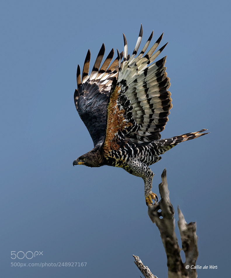 Nikon D850 sample photo. King of the sky! photography