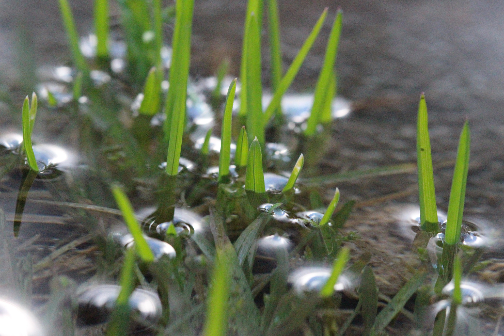 Canon EF 100mm F2.8 Macro USM sample photo. Time flows everywhere, as water does photography