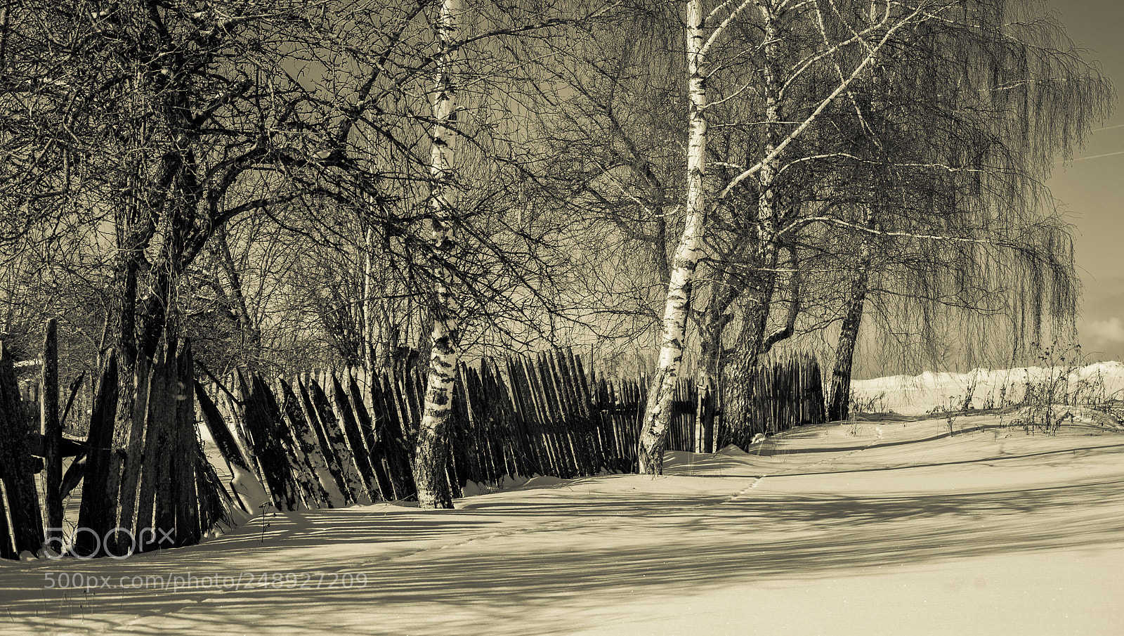 Nikon D700 sample photo. У околицы... photography