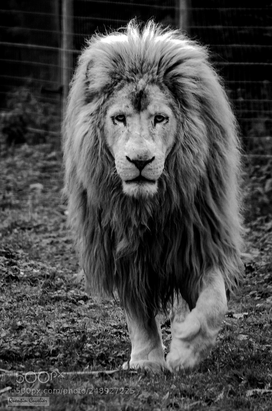 Nikon D7000 sample photo. Lion photography