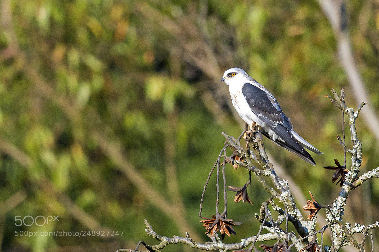Nikon D5 sample photo. White-tailed kite photography
