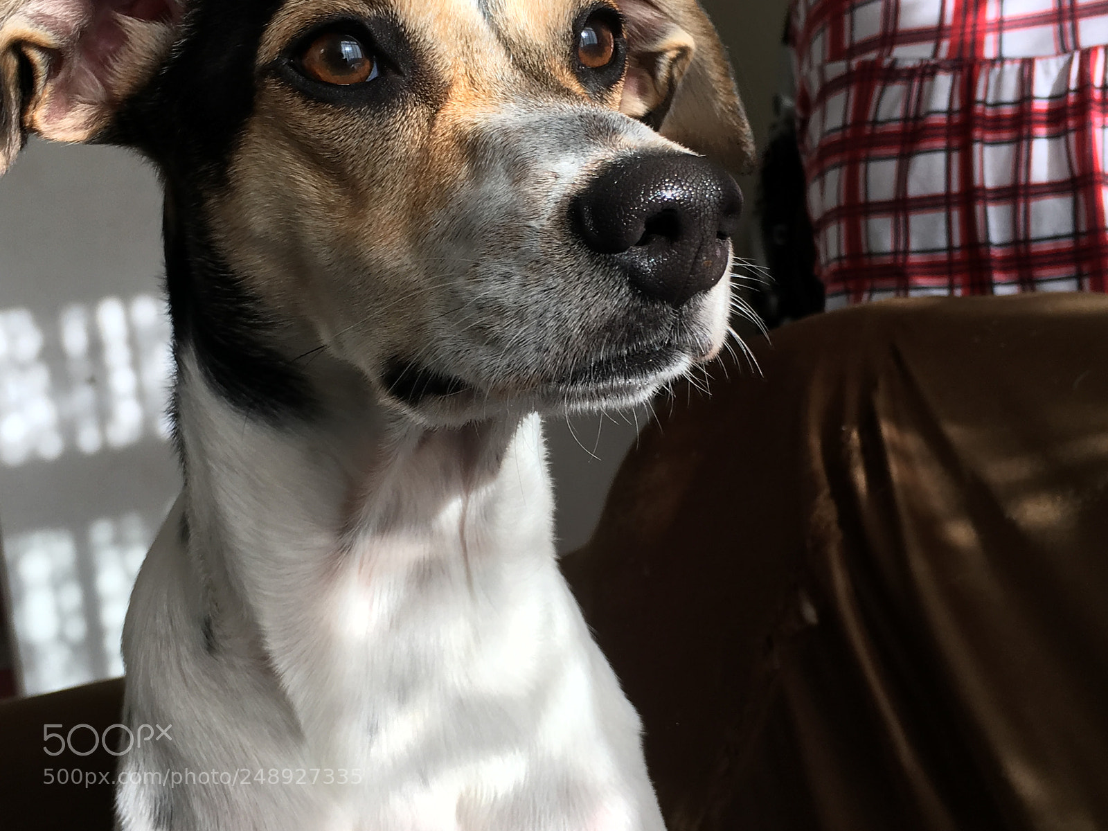 Apple iPhone 6s sample photo. Untitled photography