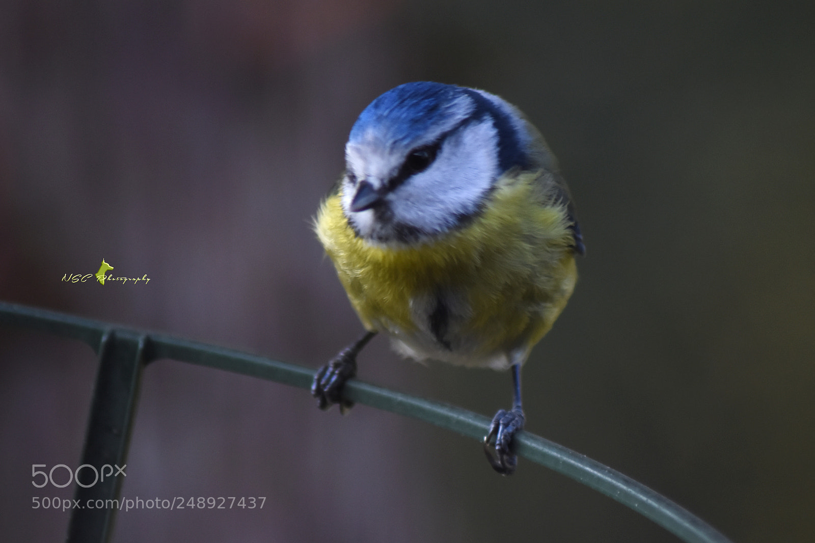 Nikon D5500 sample photo. Blue tit m sange photography