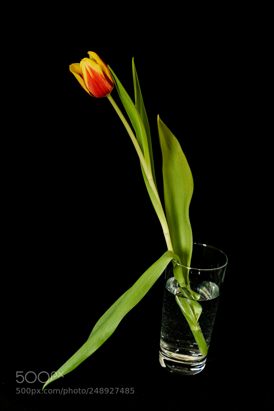 Sony a6000 sample photo. Drunken tulip photography