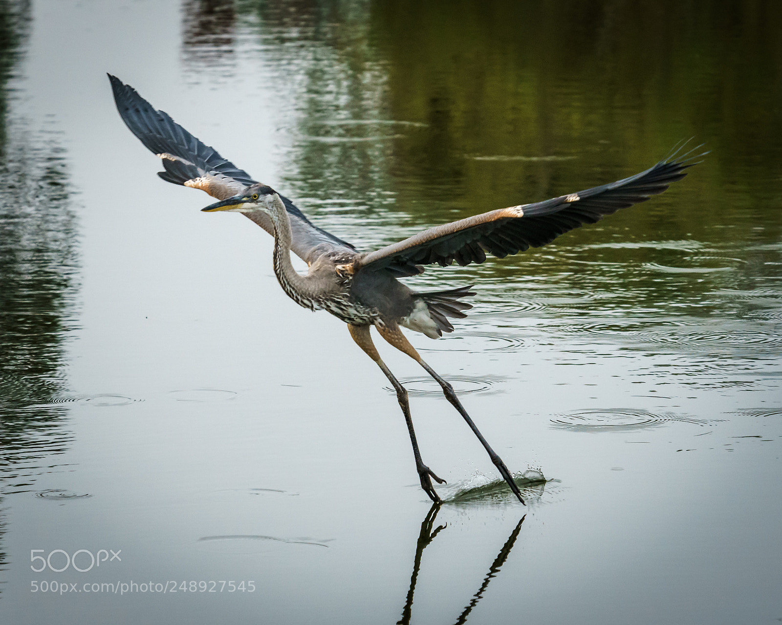 Sony a7R II sample photo. Heron photography