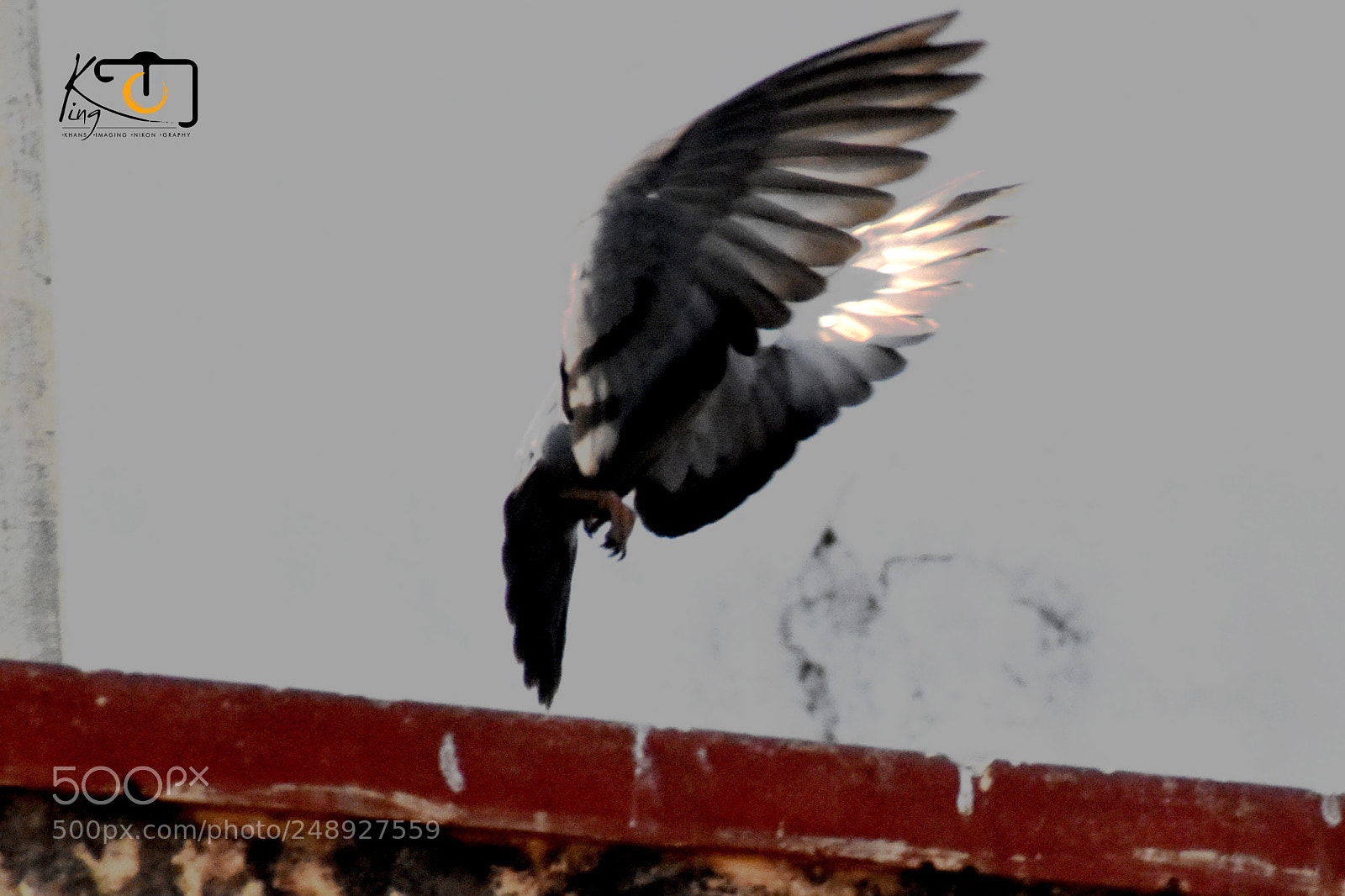 Nikon D3400 sample photo. Flyyyyy photography