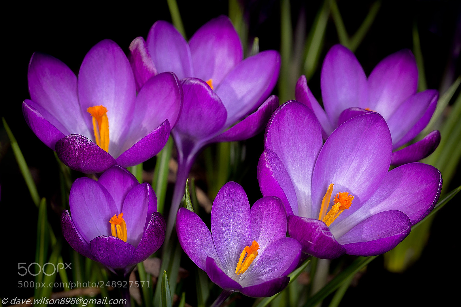 Canon EOS 5D Mark IV sample photo. Crocus photography