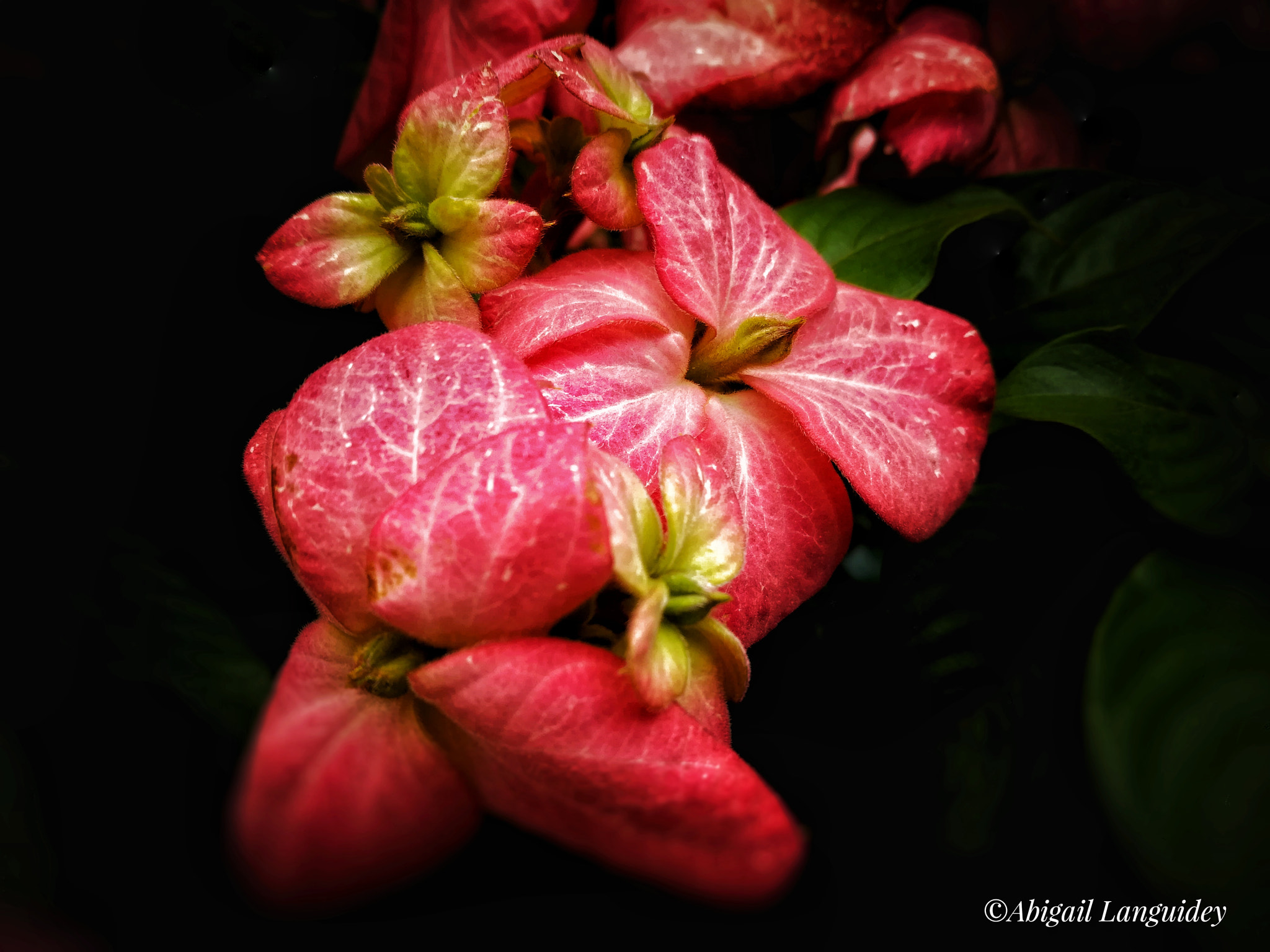 HUAWEI MATE 9 LITE sample photo. Flores rojas photography