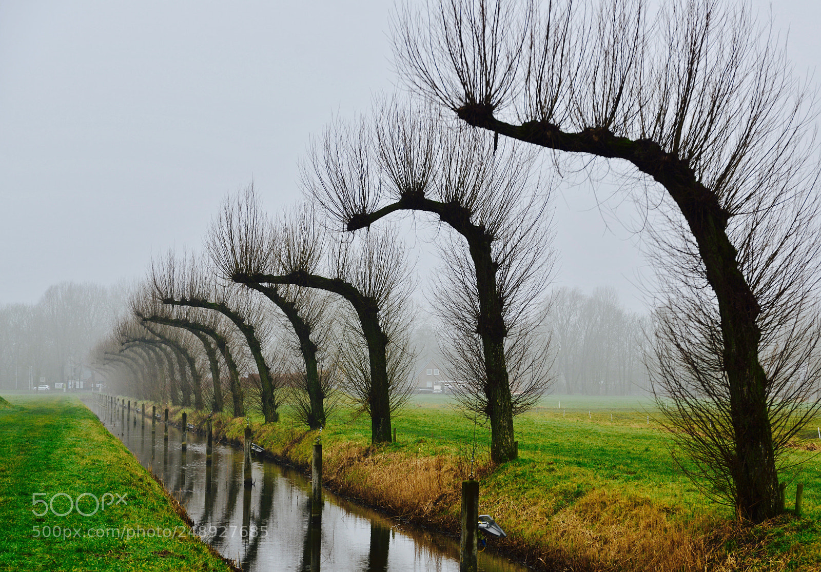 Nikon D800 sample photo. Reflection of tree-art photography