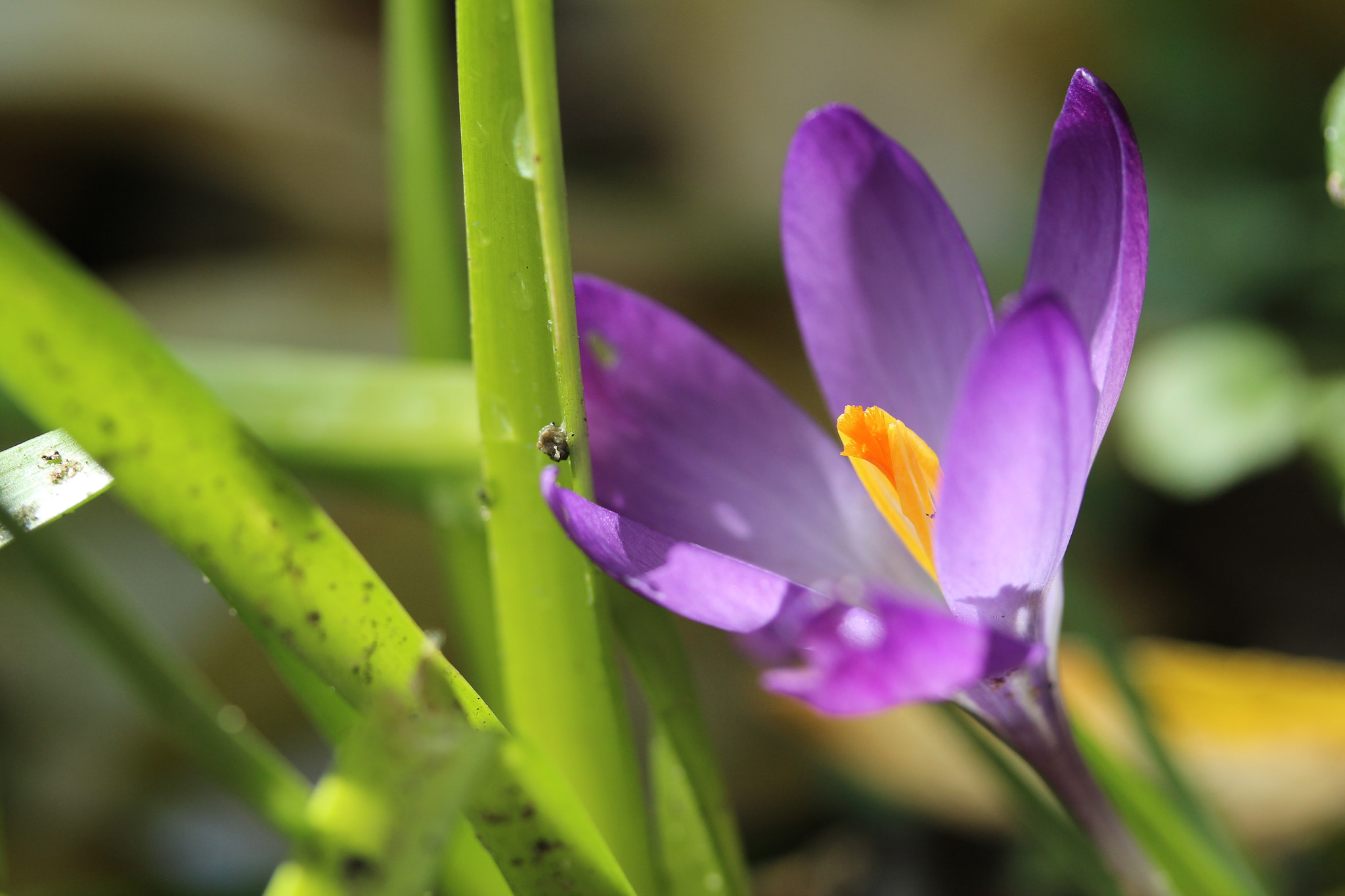 Canon EF-S 60mm F2.8 Macro USM sample photo. Img photography