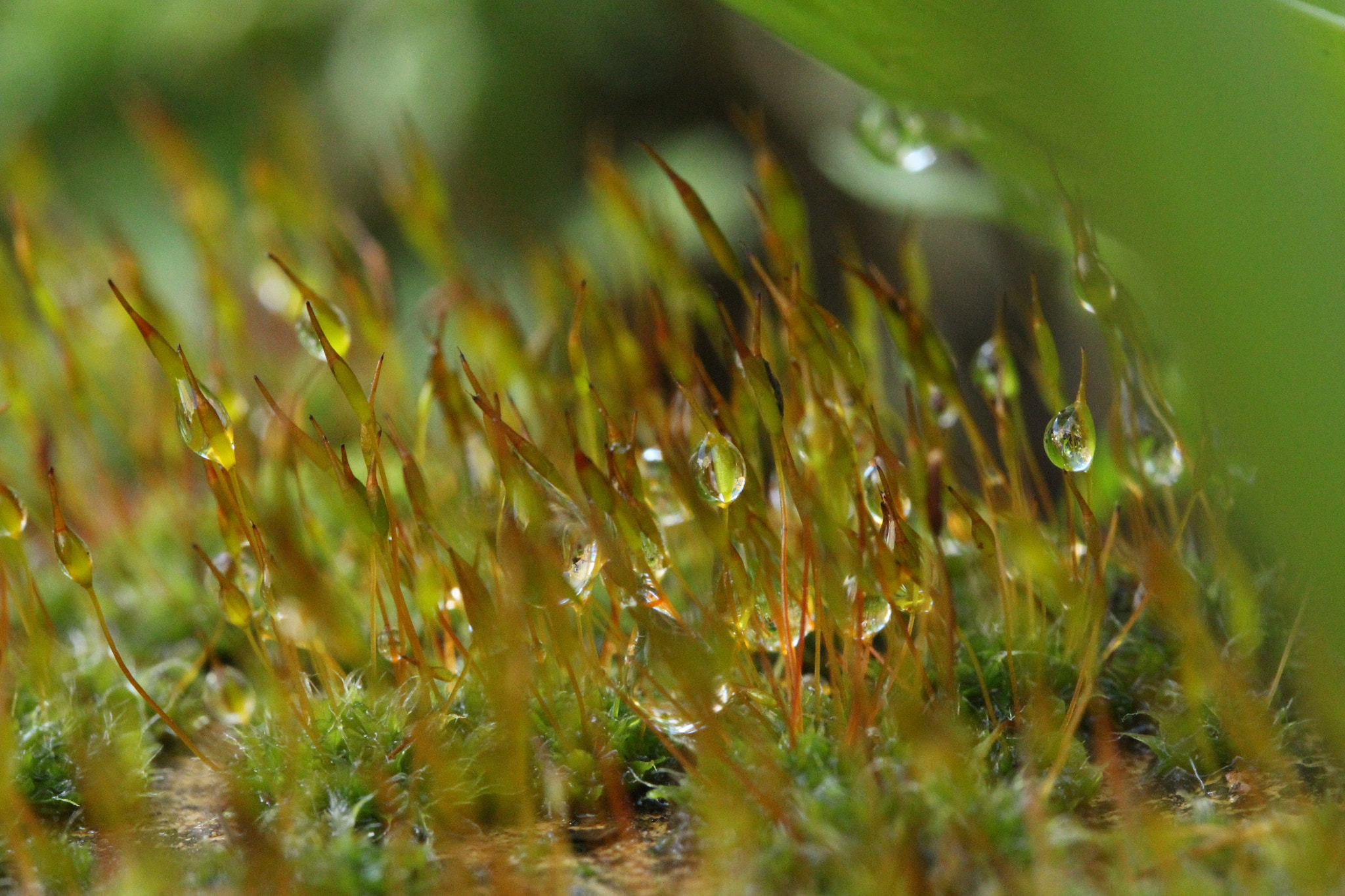 Canon EF-S 60mm F2.8 Macro USM sample photo. Img photography