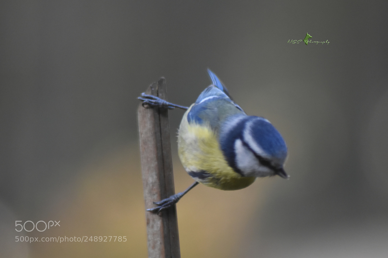 Nikon D5500 sample photo. Blue tit m sange photography